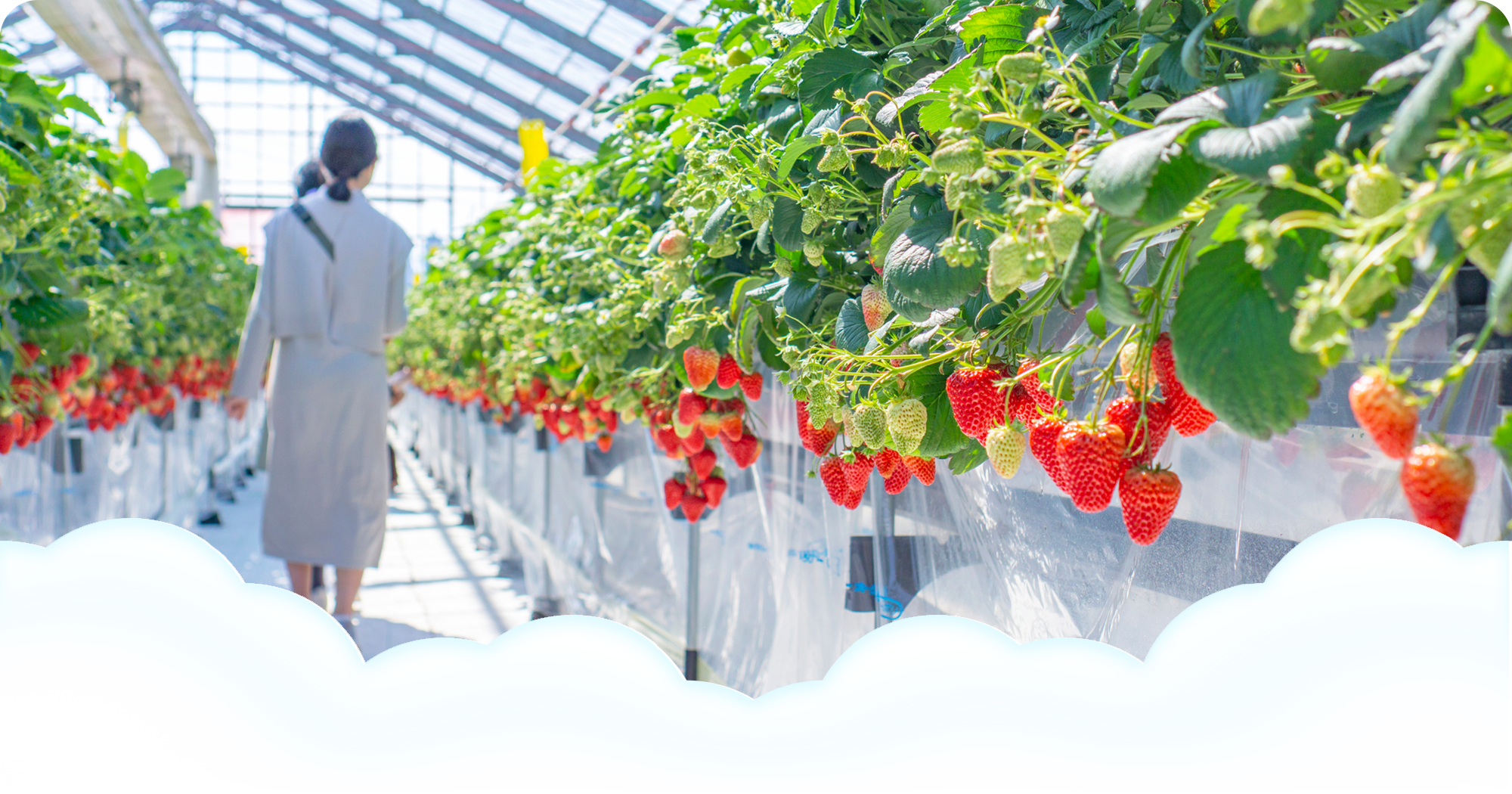 社会福祉法人あやめ会