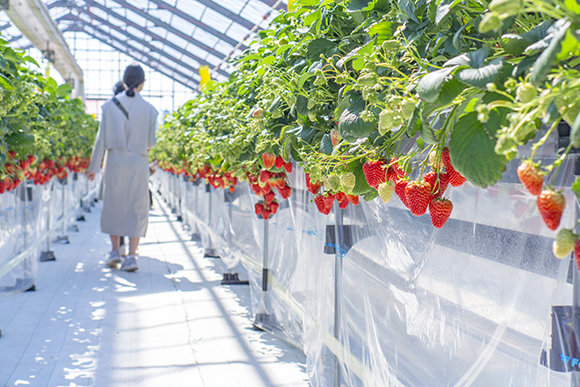 いちご狩り食べ放題料金（入園料含む）