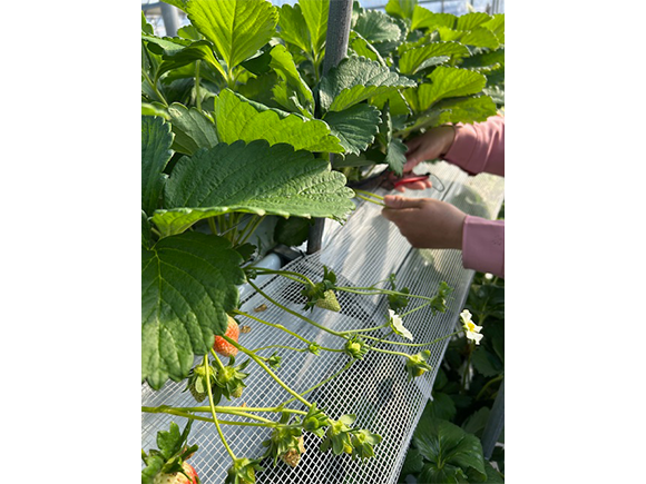 いちご狩り食べ放題料金