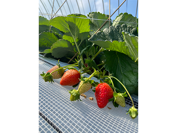 いちご狩り食べ放題料金