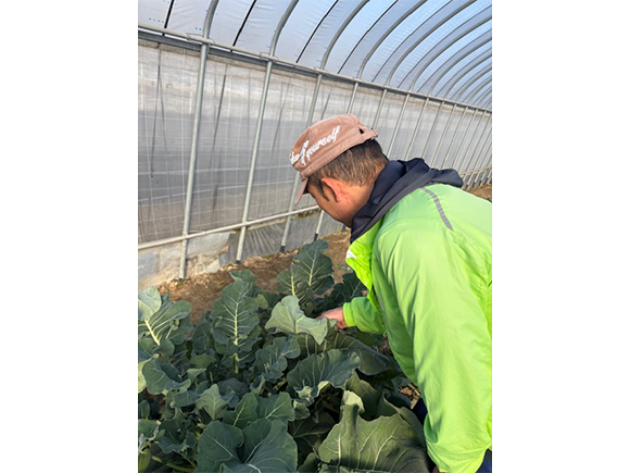 ブロッコリー　古賀