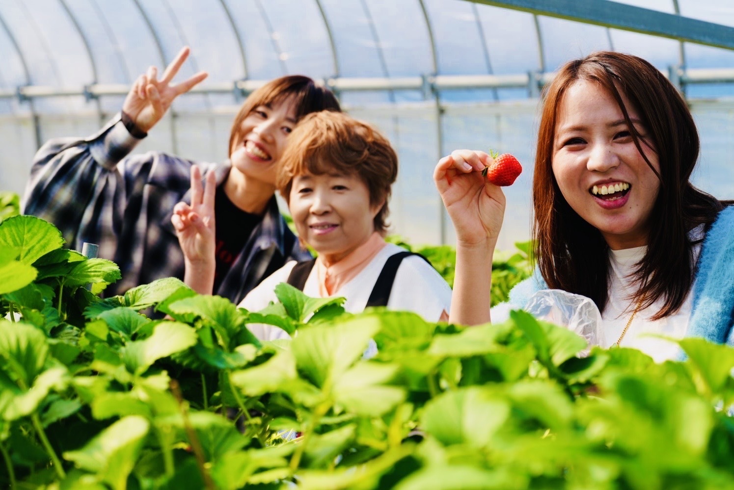いちご狩り食べ放題料金