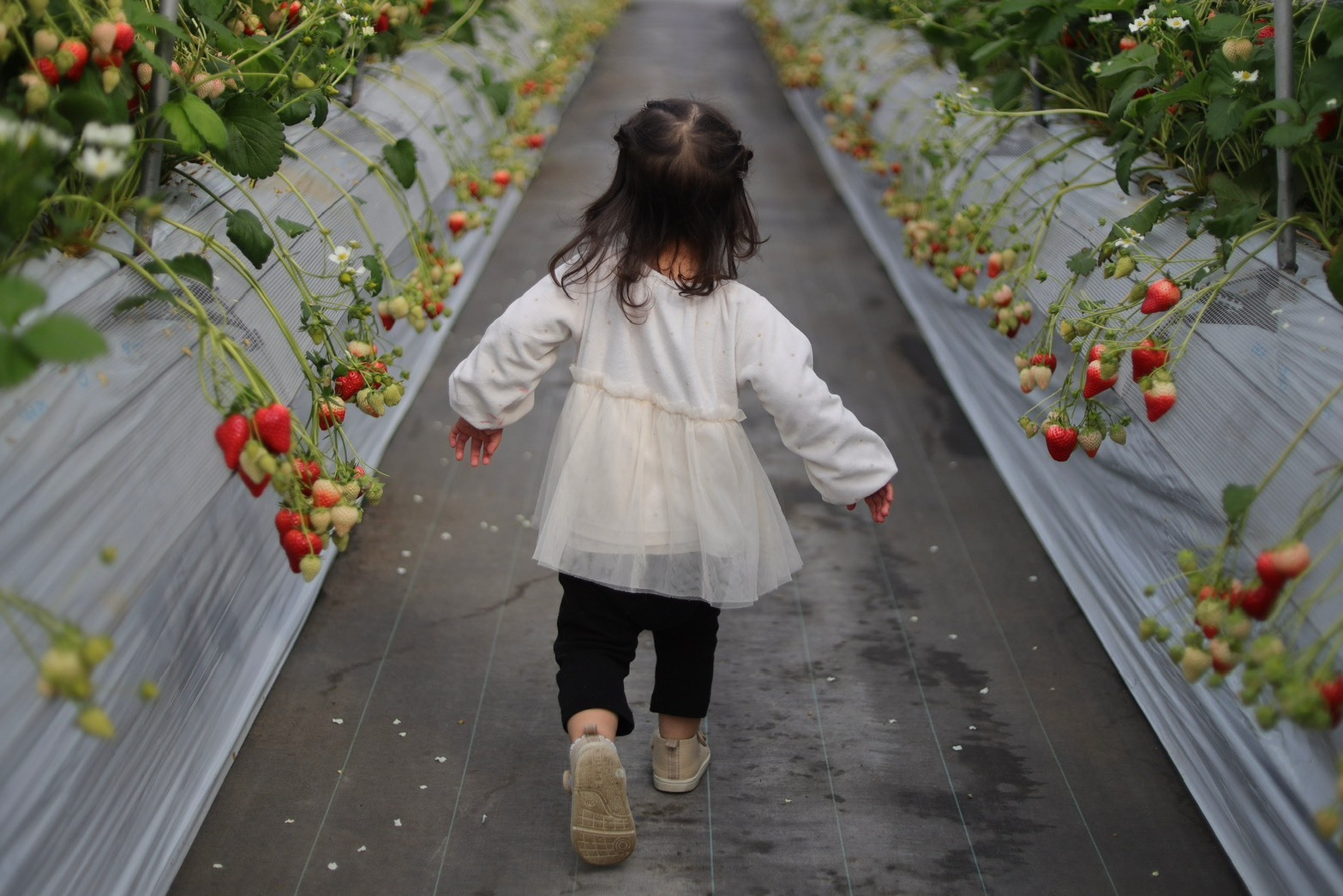 いちご狩り食べ放題料金