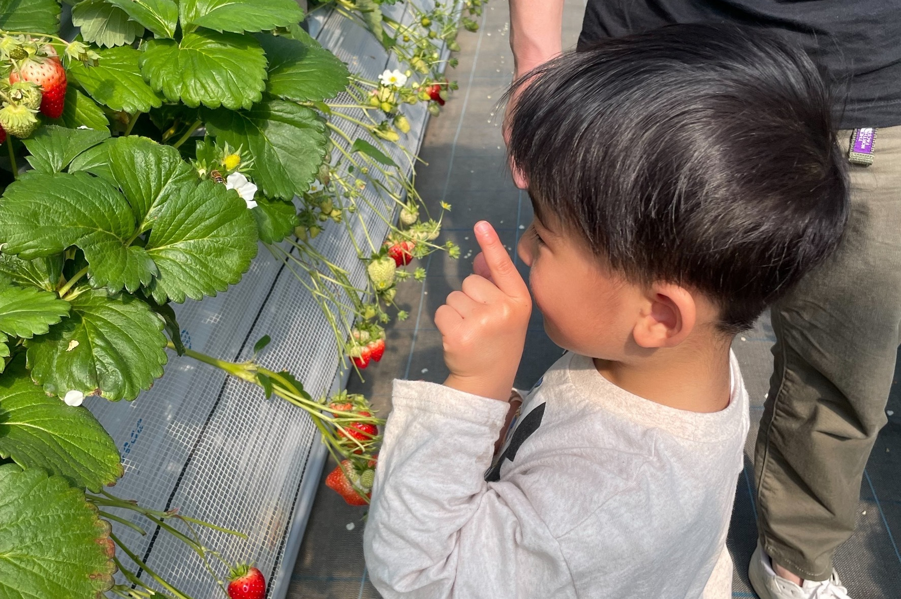 いちご狩り食べ放題料金